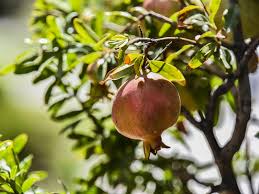 10.10.2013 · el granado es un árbol que alcanza los tres metros de altura y tiene unas hojas verdes muy lustrosas. Ficha Y Guia De Cuidados Del Granado Jardineria On