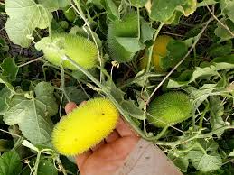 Are wild cucumbers poisonous to dogs, too? Bloodsucker