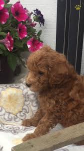 View more photos & details about me $ 3295. Lilly F1b Mini Goldendoodle Puppy For Sale In Strasburg Pa Happy Valentines Day Happyvalentinesday2016i