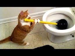 Youtube Funny Animal Fails Cat And Dog Videos Dog Gifs