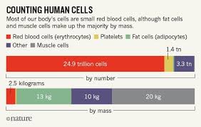Scientists Bust Myth That Our Bodies Have More Bacteria Than Human Cells Body Cells Our Body Cell