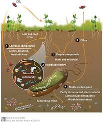 Maybe you would like to learn more about one of these? Soil Carbon Wikipedia