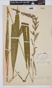 Image result for Setaria pseudaristata