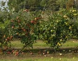 Cordons may be planted either vertically (in which case they are sometimes known as minarettes or supercolumns) or at a slanting angle (in which case they may be known as oblique cordons). Pin On Garden