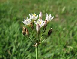 Image result for Nothoscordum borbonicum