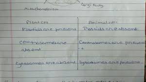 We did not find results for: Make A Comparison And Write Down Ways In Which Plant Cells Are Different From Animal Cells Brainly In