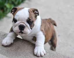 Home for the best english bulldog puppies get your pups at affordable prices including available puppies, shipment details, about and more. The History English Bulldog Puppies Petland Sarasota