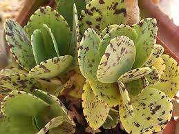 Kalanchoe Marmorata Yahoo Search Results Cacti And Succulents Succulents Plants