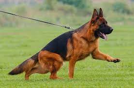 The central asian shepherd dog, also known as the alabay or alabai (russian: Sg1 Longmeier Von Hongyuan German Shepherd Dog In China Facebook