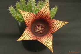 Image result for Stomatostemma