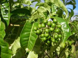 Image result for Rauvolfia mannii