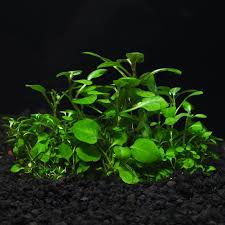 Suitable for coldwater and tropical aquariums with plenty of light and space between the water surface and the lid/light. Cardinal Plant Lobelia Cardinalis Dwarf Aquatic Plants For Freshwater Aquariums