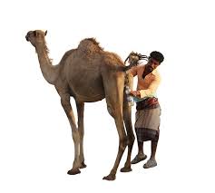 This camel in saudi arabia had lost half it's body when it unfortunately wondered onto a land mine. Is Camel Urine A Cure For Cancer