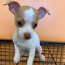 Check spelling or type a new query. Crazzy Pet Grooming 15 Photos Pet Groomers 13001 Eastlake Blvd El Paso Tx Phone Number