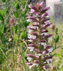 We did not find results for: Acanthus Mollis Morning S Candle Bear S Breech