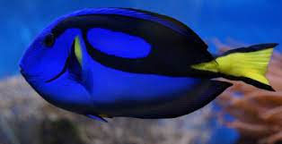 Pez Cirujano El Pez Dory De Nemo Mas Bello Para Tener En Casa