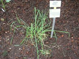 Image result for Chloris gayana