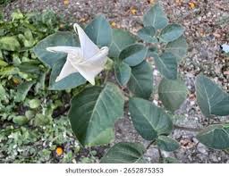 Image result for Datura inoxia