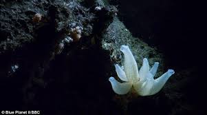 Venus Flower Basket Sponge