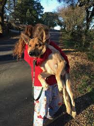 Maybe you would like to learn more about one of these? Dog Ate Chicken Bones What To Do Next Your Dog Advisor