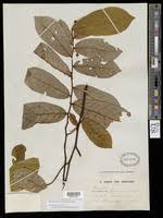 Image result for Monanthotaxis ferruginea