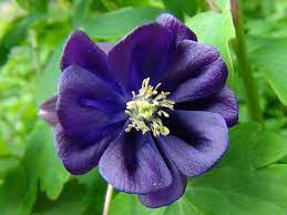 Columbine Granny S Bonnet Aquilegia