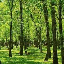 ‫غابة‬‎ ile ilgili görsel sonucu