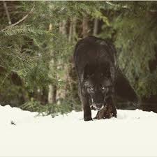 The Lion And The Eagle Are Symbols Of Strength But They Attack Only The Weak Animals The Wolf However Is The Only Beast That Strongest Animal Animals Beast