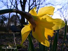 Visiting lewis ginter botanical garden in winter allows you the chance to see the garden in snow! Clay And Limestone February Gardenbloggers Bloom Day