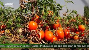 In camp, içerisinde birçok yetkinliğinizi geliştirip, ilham alabileceğiniz özenle hazırlanmış birçok atölye sizleri bekliyor! CreÈ™te Legume In Camp Deschis Youtube