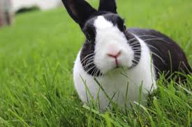 After adopting two baby bunnies of our own, we were astonished to find the lack of professional and trustworthy online stores to shop for new items. Michigan Humane Society Discourages Giving Rabbits As Easter Gifts Life Voicenews Com