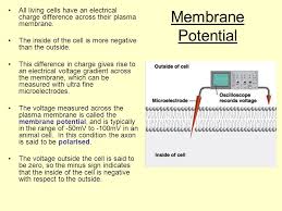 The resting membrane potential is determined by resting ion channels. Nerve Impulses Syllabus Toole Pages Ppt Download