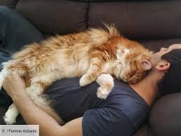 Envie d'adopter un chat ou simplement de vous rincer l'oeil ? Decouvrez L Etonnant Chat Le Plus Long Du Monde 1 20 M Pour 14 Kg Femme Actuelle Le Mag