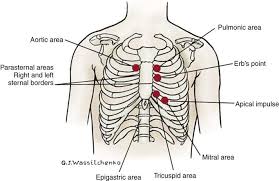 Image result for Point of Maximum Impulse