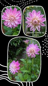 Image result for Dahlia sp. (cultivar)