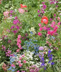 Maybe you would like to learn more about one of these? Flower Mix Shade Premier Seeds Direct