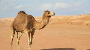 Camels are called this because they look like boats on the ocean. Why The Camel Is Called The Ship Of The Desert Please Give The Right Answer I Am In Dubai I Saw Brainly In