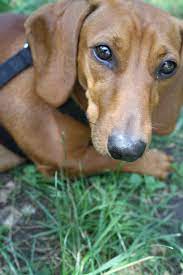 Nugget Ete 2014 Dachshund