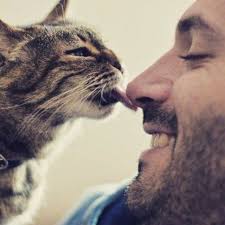 Did You Know If Your Kitty Headbutts Or Licks You It Means They Really Like You Rubbing On Nearby Objects Is Called Redirected A Cats Cute Animals Kittens