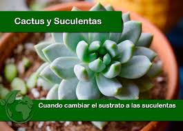 Como ya sabes, existen mezclas listas de sustrato para cactus y suculentas que puedes adquirir en viveros o tiendas de plantas, pero suelen. Sustrato Para Suculentas Casero