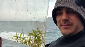 How to identify and report exotic Caulerpa