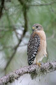 Black And White Hawk Eagle Texas Bird Id Photos Video Texas Fishing Forum Bird World Birds Cool Pictures