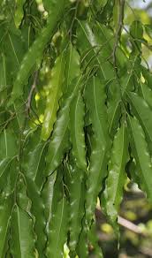 Image result for Monoon