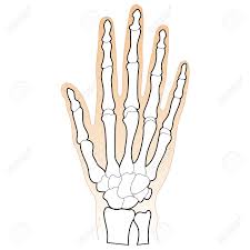 Check spelling or type a new query. Bones Of The Human Hand Royalty Free Cliparts Vectors And Stock Illustration Image 15166025
