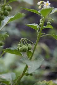 Image result for Solanum aculeatissimum