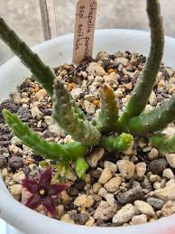 Image result for Tridentea marientalensis