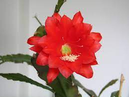 How To Care For A Straw Flower Cactus Plant Miss Chen Garden Manage Gfinger Is The Best Garden Manage App