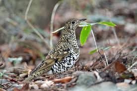 Image result for トラツグミ