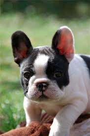 French bulldog puppies for sale in arizona, az teacup french bulldog breed spotlight. Im Melting Cute Animal Pictures French Bulldog Puppies Puppies
