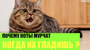 pochemu koshki murlykayut mozhet li u kota slomatsya urchalnik i chto oznachaet murlykane